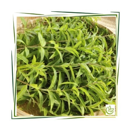 Hydrolat Verbena BIO